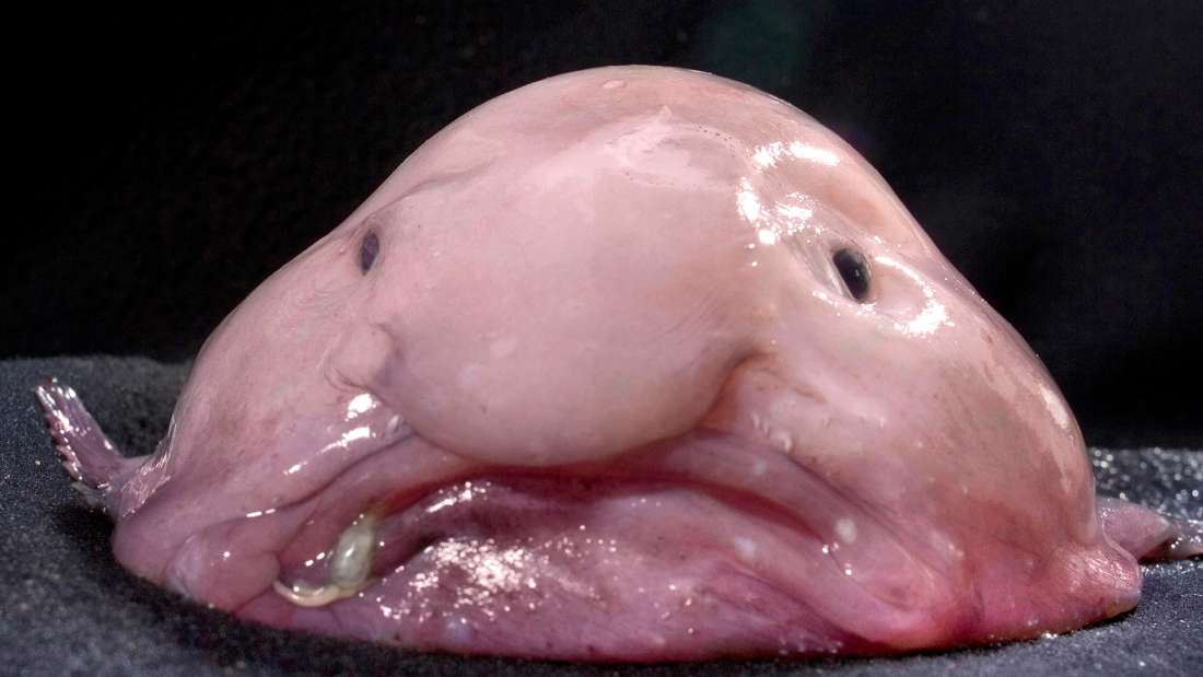 Il pesce blob: celebrità del web per la sua… bruttezza